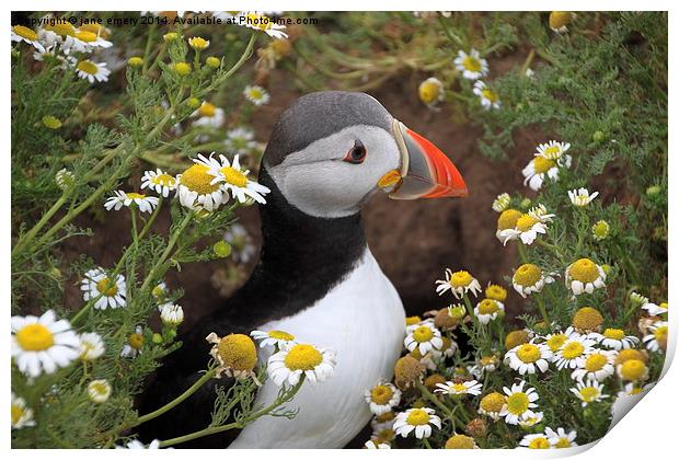  Puffin amongst the flowers Print by Jane Emery