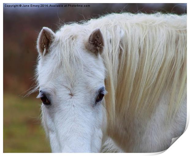  Grey Pony Print by Jane Emery