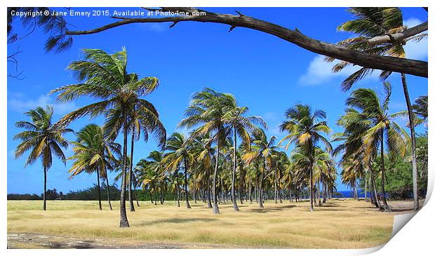  Windswept Palms at Cove Bay Print by Jane Emery