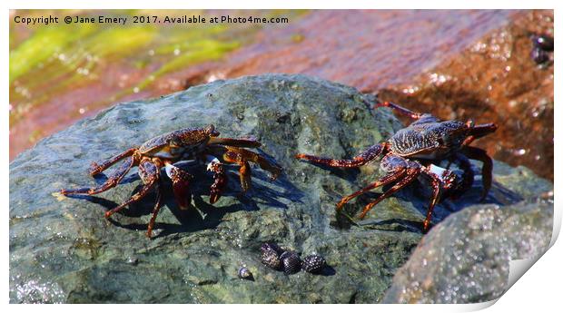CRABS IN BARBADOS Print by Jane Emery