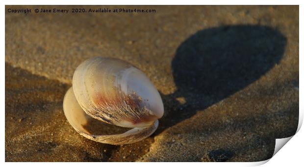 Sea Shell on the Sea Shore Print by Jane Emery