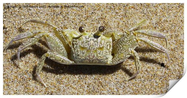Sand Crab Print by Jane Emery