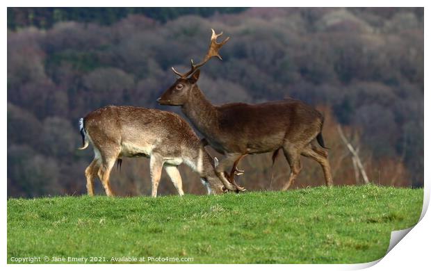 Deer in front off Mountain Print by Jane Emery