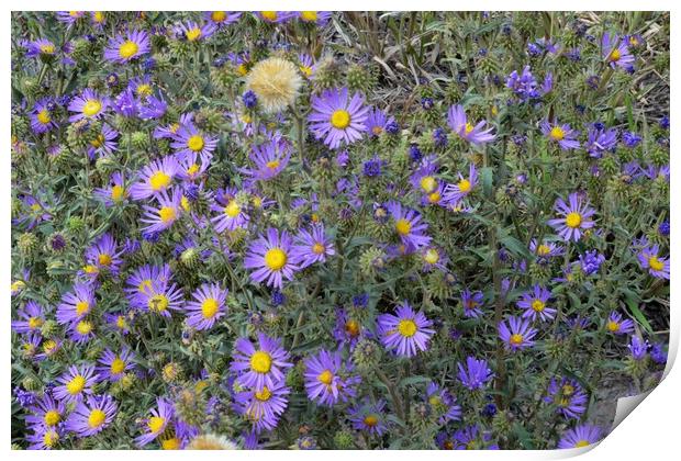 Colorado Tansy Aster Print by JUDY LACEFIELD