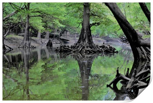 Cypress Reflection Print by JUDY LACEFIELD
