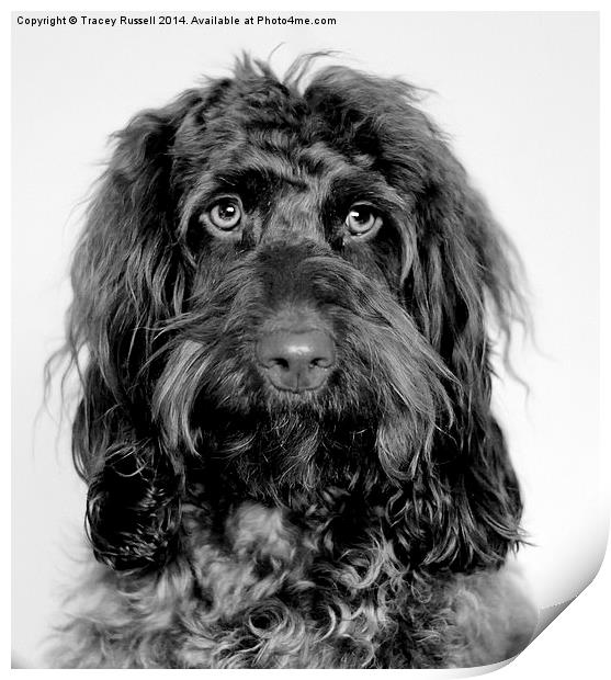  Handsome Cockapoo Print by Tracey Russell