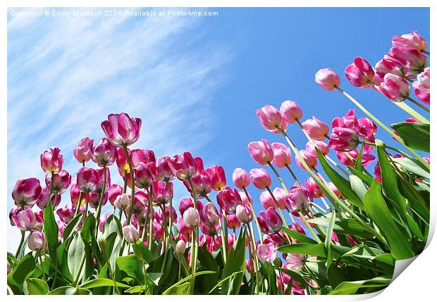  Pink Tulips Print by Emily Murdoch