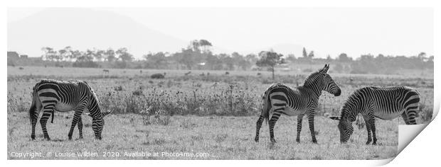 Zebra's in the wild Print by Louise Wilden