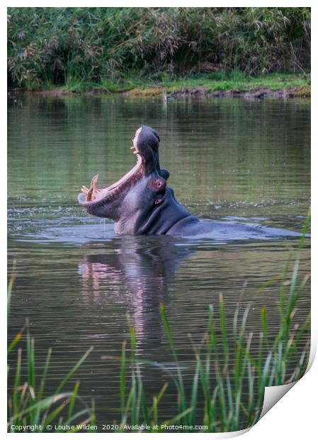 Hippo yawn Print by Louise Wilden