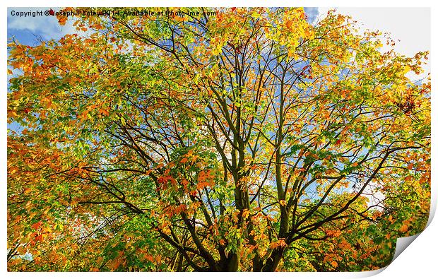 Autumn canopy Print by Joseph Pooley