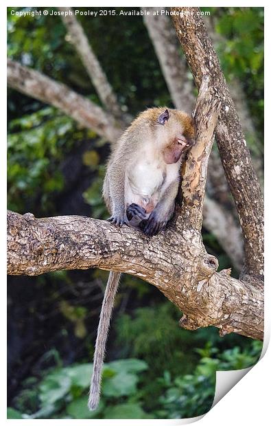  Thoughtful Macaque Print by Joseph Pooley