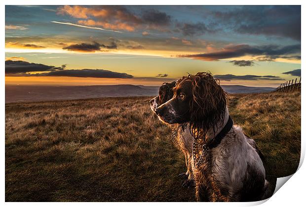  Springer Spaniels up Pendle Hill at sunset Print by Graham Pickavance