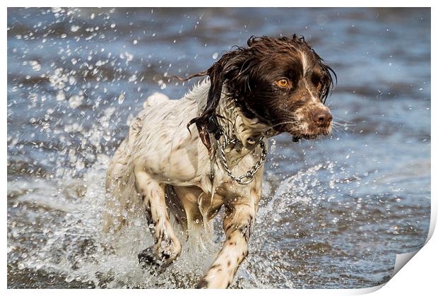  Springer Spaniel Running in river Print by Graham Pickavance