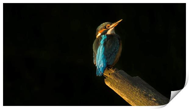 Kingfisher at sunset Print by Graham Pickavance