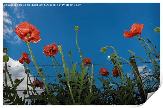 Poppies Print by David Coldwell
