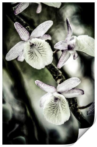  Surreal Orchid   Print by Dave Rowlands