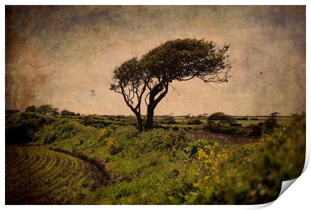Wind-sculpted tree, Ireland Print by james burke