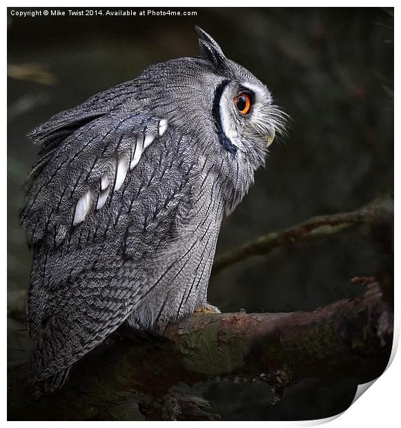  White Faced Scops Owl  Print by Mike Twist