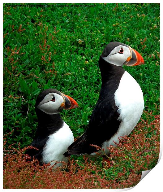  Puffin Pair Print by Rachael Bufton