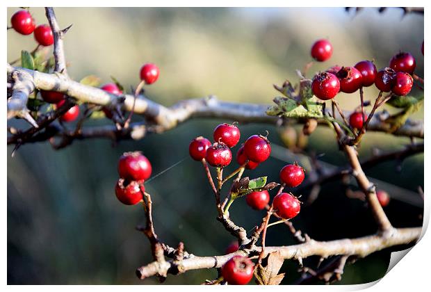  Autumn Berries Print by Michael Maher