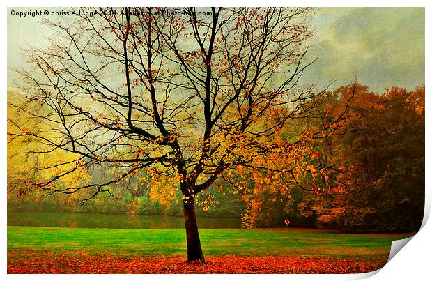  The Autumn Tree Hampstead  London  Print by Heaven's Gift xxx68
