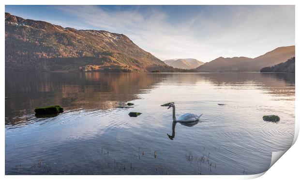 Swan on Ullswater Lake District Print by Jonathon barnett