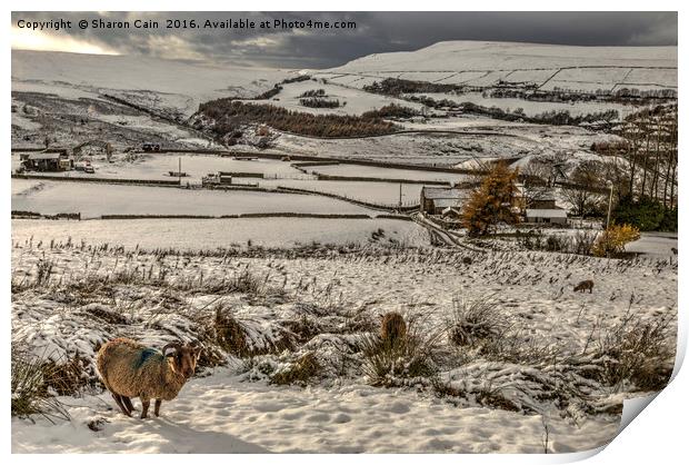 Soay sheep on snowy moors Print by Sharon Cain