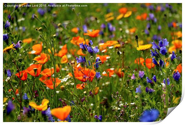  Wild Flower Meadow Print by Louise Lord