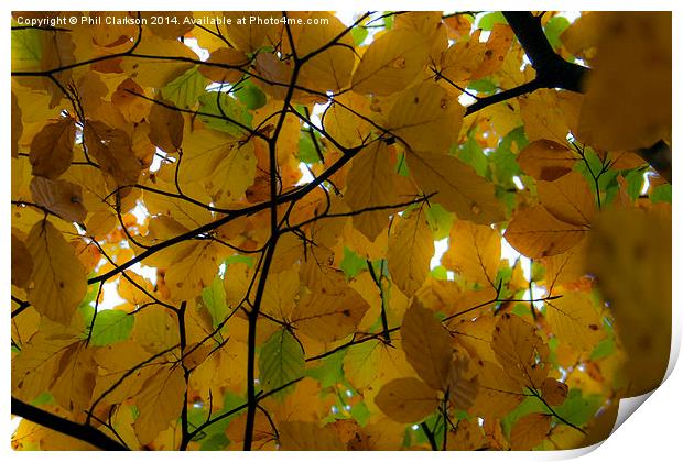  Autumn Leaves Print by Phil Clarkson