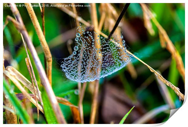  Dew on Web Print by Phil Clarkson