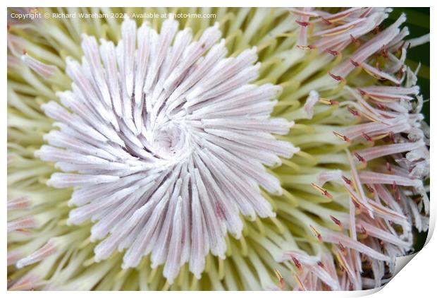  Protea cynaroides King Protea. Print by Richard Wareham