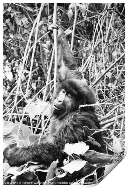 Gorilla Print by Richard Wareham