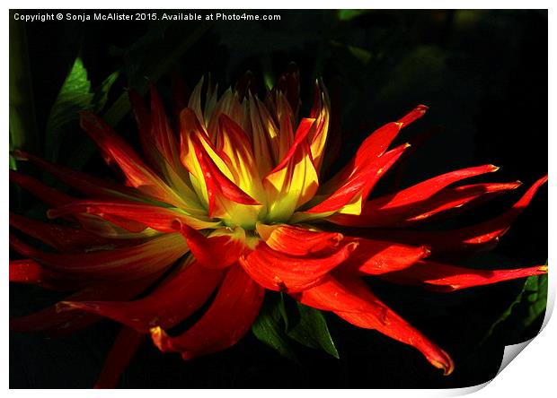 The Fire Of The Dahlia Print by Sonja McAlister