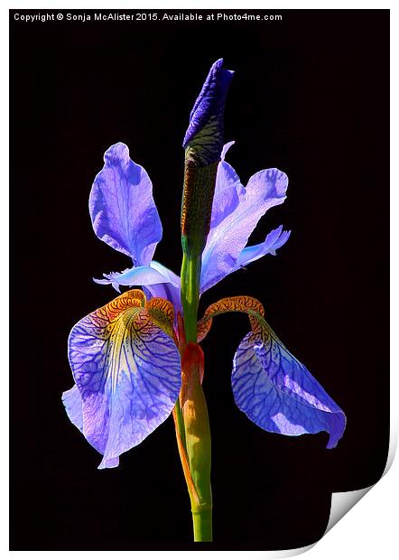  Iris Print by Sonja McAlister