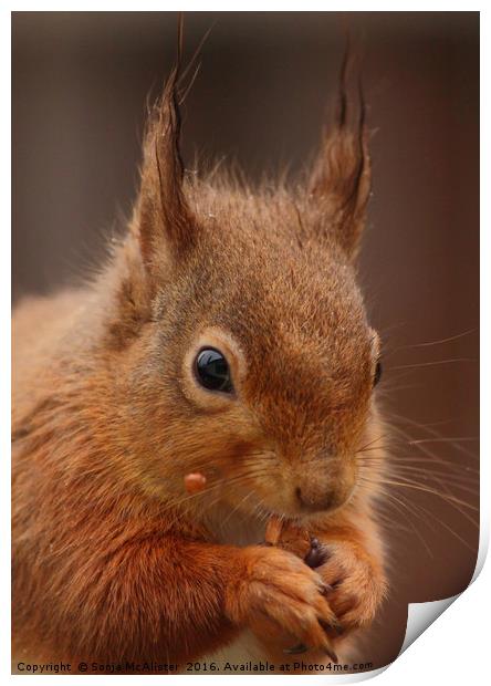 Red Squirrel III Print by Sonja McAlister