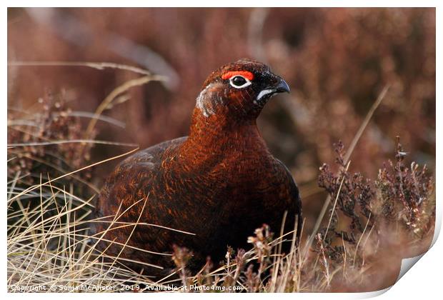 Red Grouse in Heather Print by Sonja McAlister