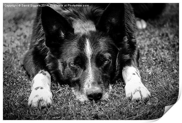  Relaxing Border Collie Black and White Print by David Siggers
