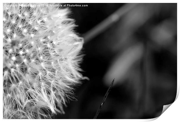  Black and White Dandelion Print by David Siggers