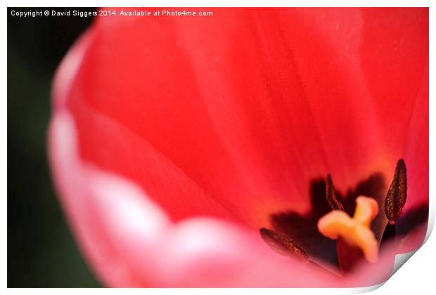   Open Tulip – Close-up Print by David Siggers