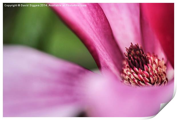  Magnolia in Bloom Print by David Siggers