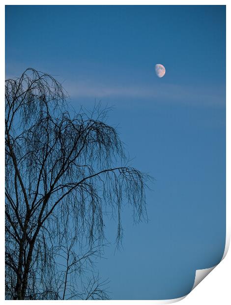 A tree in front of a blue sky Print by David Hall