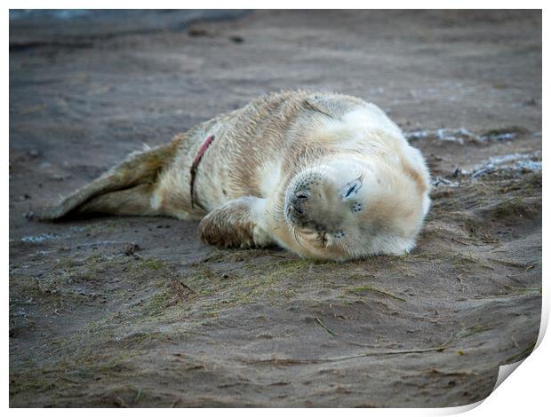 A Newborn seal pup on a beach. Print by David Hall