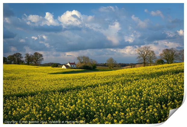 Rapeseed House Norfolk Print by Rick Bowden