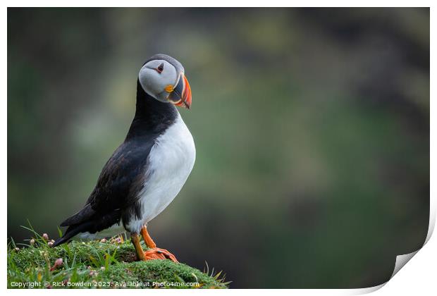 The Majestic Puffin Print by Rick Bowden