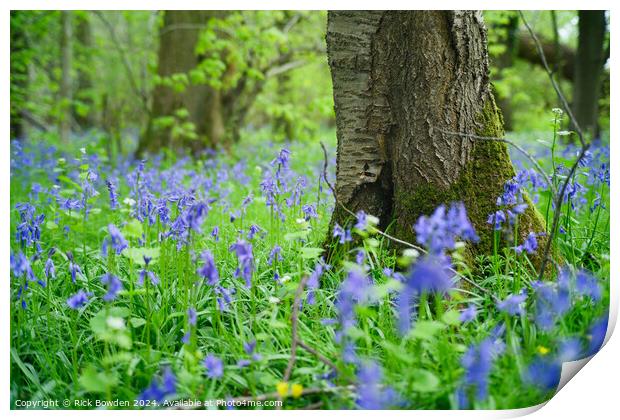 Bluebell Woods Print by Rick Bowden