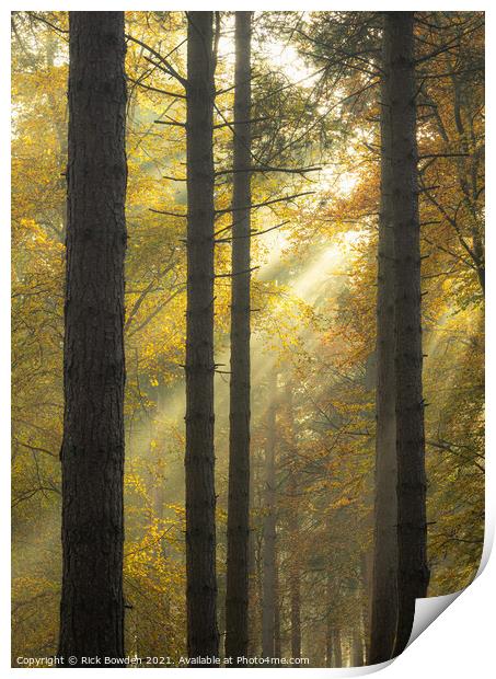 Light Through the Woods Norfolk Print by Rick Bowden