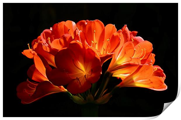Beautifull flower back light  Print by Jonathan Evans
