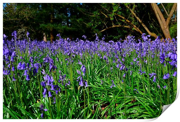 Bluebells in spring  Print by Jonathan Evans