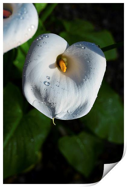 White Lily and water droplets  Print by Jonathan Evans