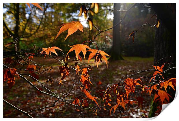 Maple leaves with sun light  Print by Jonathan Evans
